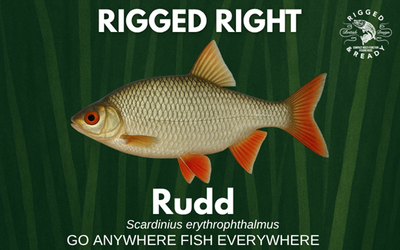 The Joy of Rudd Fishing