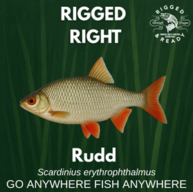 The Joy of Rudd Fishing