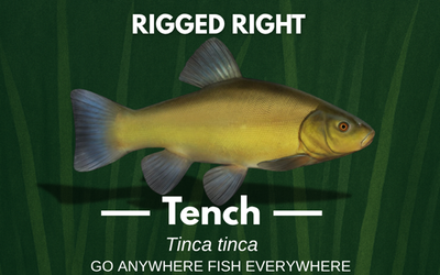 Summer Fishing For Tench