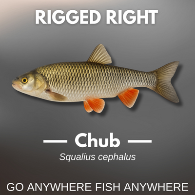 Fishing for Chub