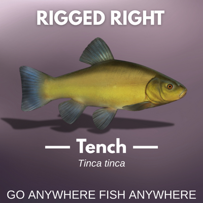 Summer Fishing For Tench