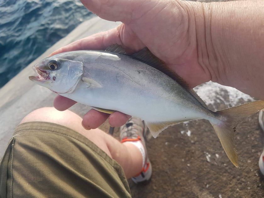 Rock fishing bait and tactics - The Ultimate Guide – Rigged and Ready