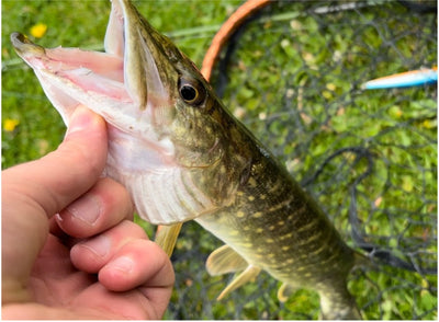 FISHING WITH AN ANTIQUE TRAVEL ROD BY GEORGE LAMB
